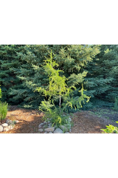 Модрина європейська Хорстманн Рекурвед - застосування в ландшафтному дизайн